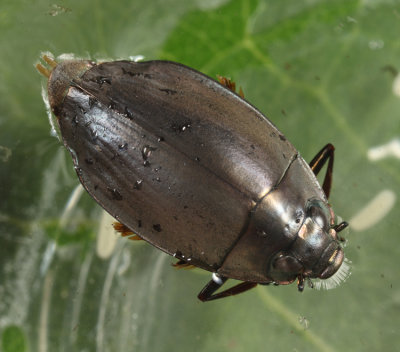 Dineutus assimilis