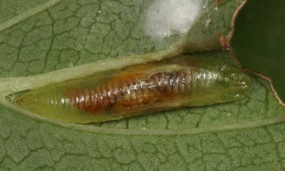 Toxomerus sp. larva