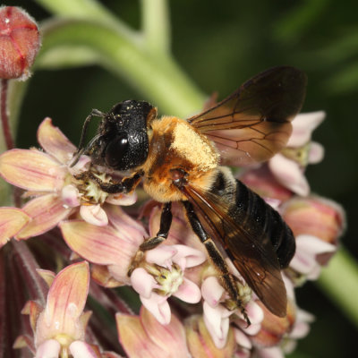 Giant Resin Bee - Megachile sculpturalis