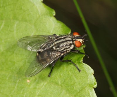 Flesh Fly