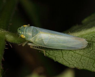 Pagaronia minor