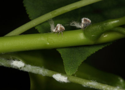 Acanalonia bivittata & Metcalfa pruinosa (nymphs)