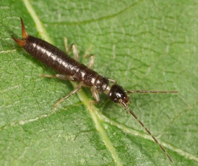 Maritime Earwig - Anisolabis maritima  (immature)