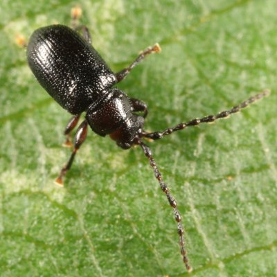 Aulacothorax copalina