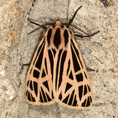 8197 - Virgin Tiger Moth - Grammia virgo