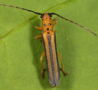 Dogwood Twig Borer - Oberea tripunctata