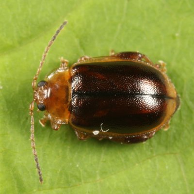 Capraita circumdata