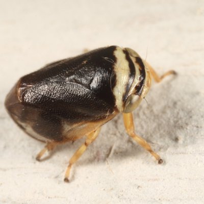 Clastoptera testacea