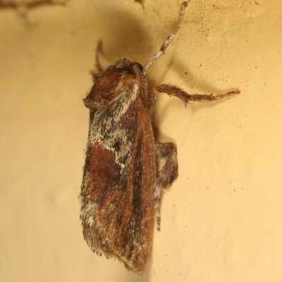 4685 - Purple-crested Slug Moth - Adoneta spinuloides