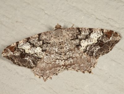 6352 - Granite Moth - Macaria granitata