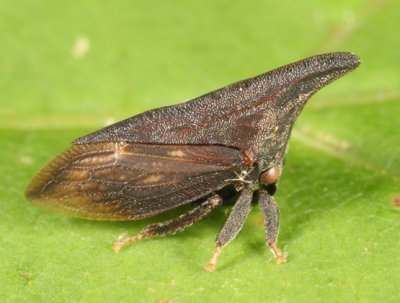 Widefooted Treehopper - Campylenchia latipes