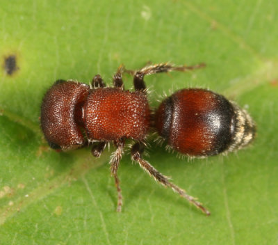 Pseudomethoca frigida