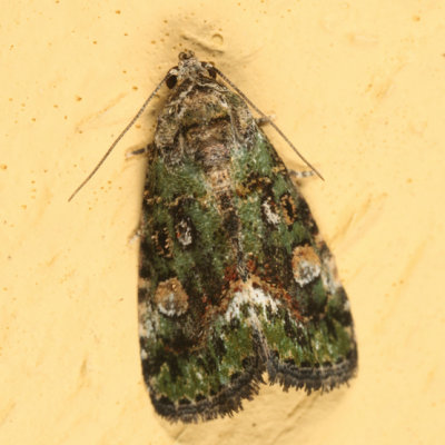 9051 - Small Mossy Lithacodia - Lithacodia musta