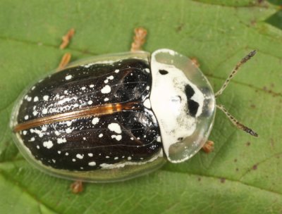 Sunflower Tortoise Beetle - Physonota helianthi