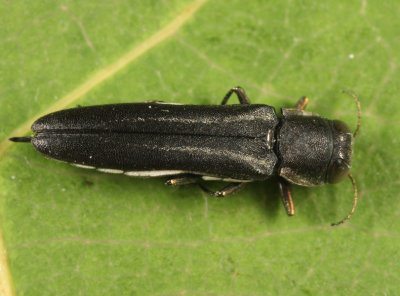 Two-lined Chestnut Borer - Agrilus bilineatus