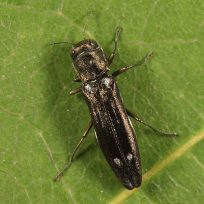 Agrilus obsoletoguttatus