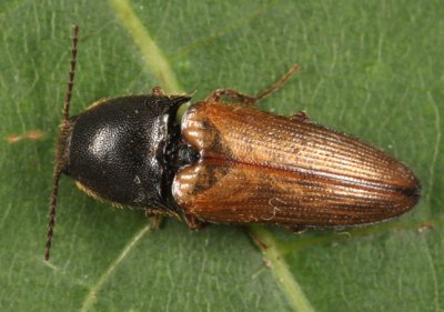 Ampedus nigricollis