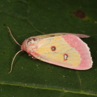 11055 - Pink Star Moth - Derrima stellata