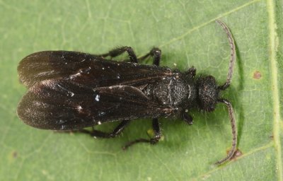 Dasymutilla vesta (male)