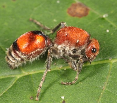 Dasymutilla bioculata (female)