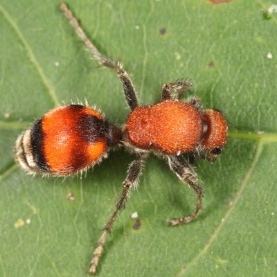 Dasymutilla bioculata (female)