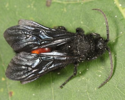 Dasymutilla bioculata (male)