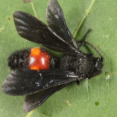 Dasymutilla bioculata (male)