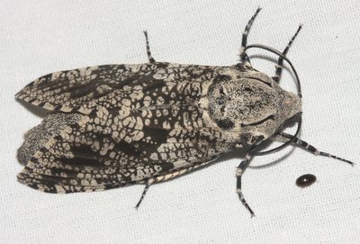 2693 - Carpenterworm Moth - Prionoxystus robiniae