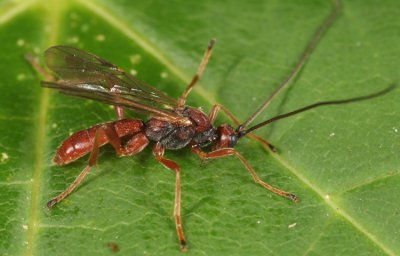 Braconid Wasps - subfamily Rogadinae