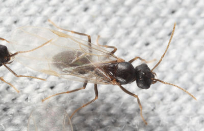 Lasius americanus