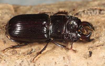 Stag Beetles - Lucanidae
