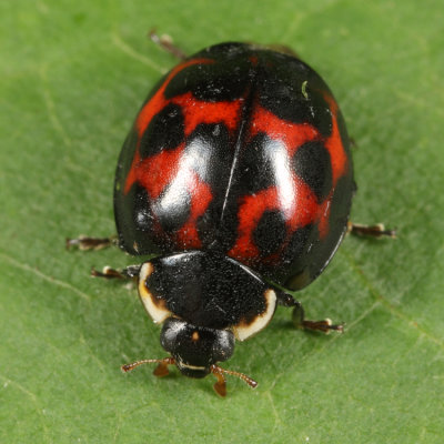 Multi-colored Asian Lady Beetle - Harmonia axyridis