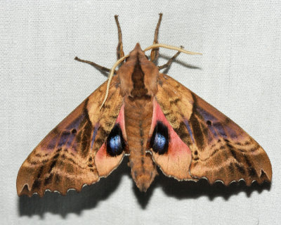 7824 - Blinded Sphinx - Paonias excaecata