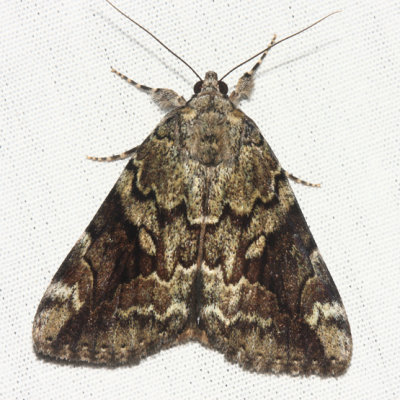 8876 - Little Underwing - Catocala micronympha