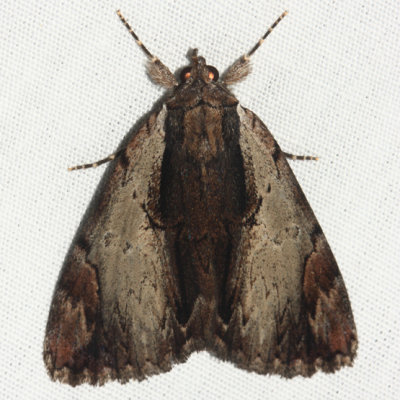 8857 - Ultronia Underwing - Catocala ultronia