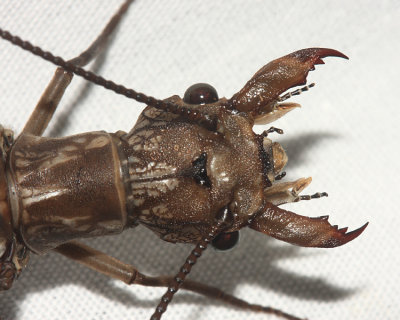 Eastern Dobsonfly - Corydalus cornutus (female)