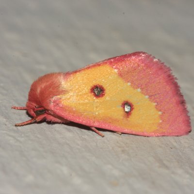 11055 - Pink Star Moth - Derrima stellata