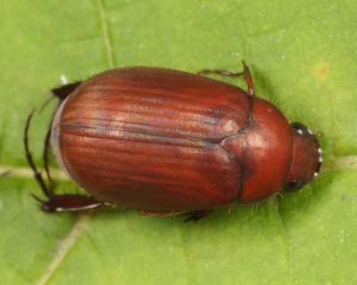 Asiatic Garden Beetle - Maladera castanea
