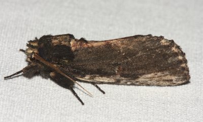 8005  Morning-glory Prominent Moth  Schizura ipomoeae