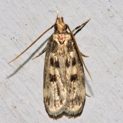 1065 – Martyringa latipennis