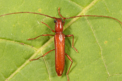 Branch Pruner - Psyrassa unicolor