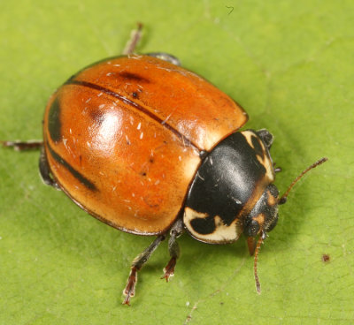Lady Beetles - Genus Myzia