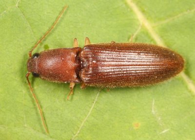 Athous cucullatus