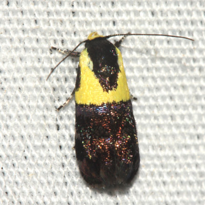 1026  Yellow-vested Moth  Rectiostoma xanthobasis