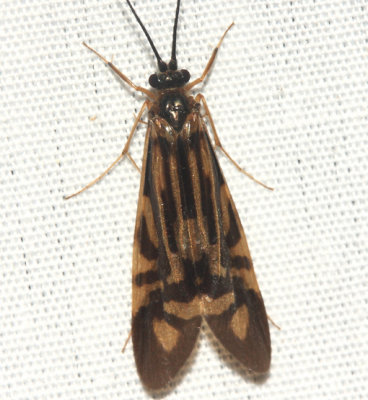 Zebra Caddisfly - Macrostemum zebratum