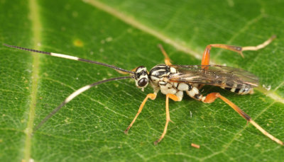 Ambloplisus ornatus (male)