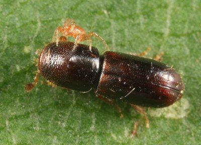 American Utilizable Wood Bark Beetle - Gnathotrichus materiarius