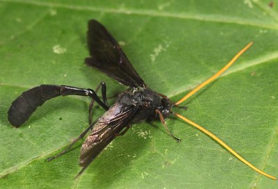 Thyreodon atricolor