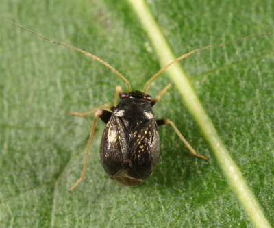 Garden Fleahopper - Halticus bractatus