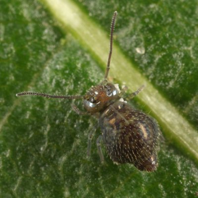 Pseudobourletiella spinata